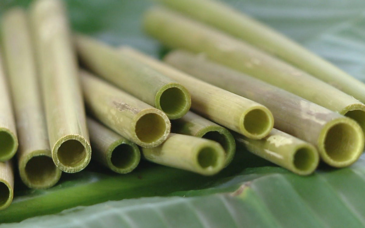 ống hút tự nhiên