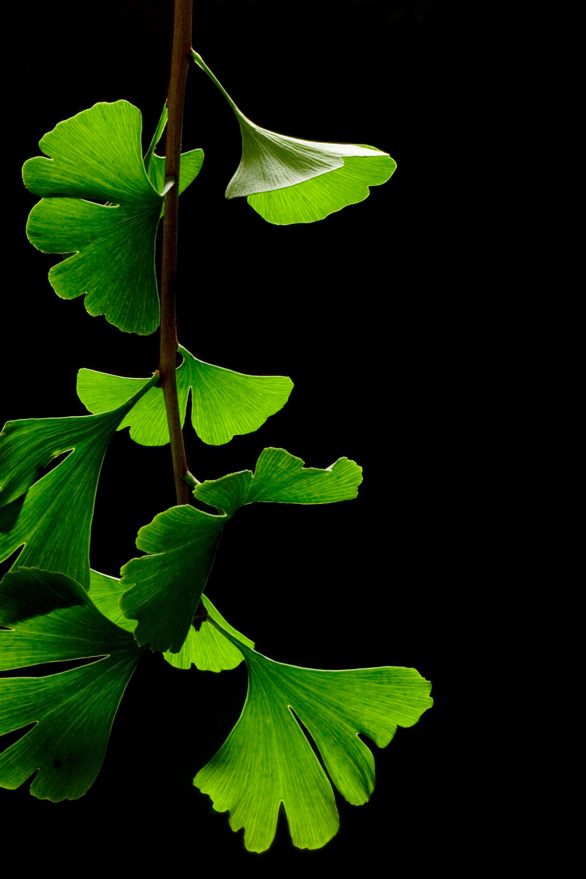 Wallpaper for iPhone 8
