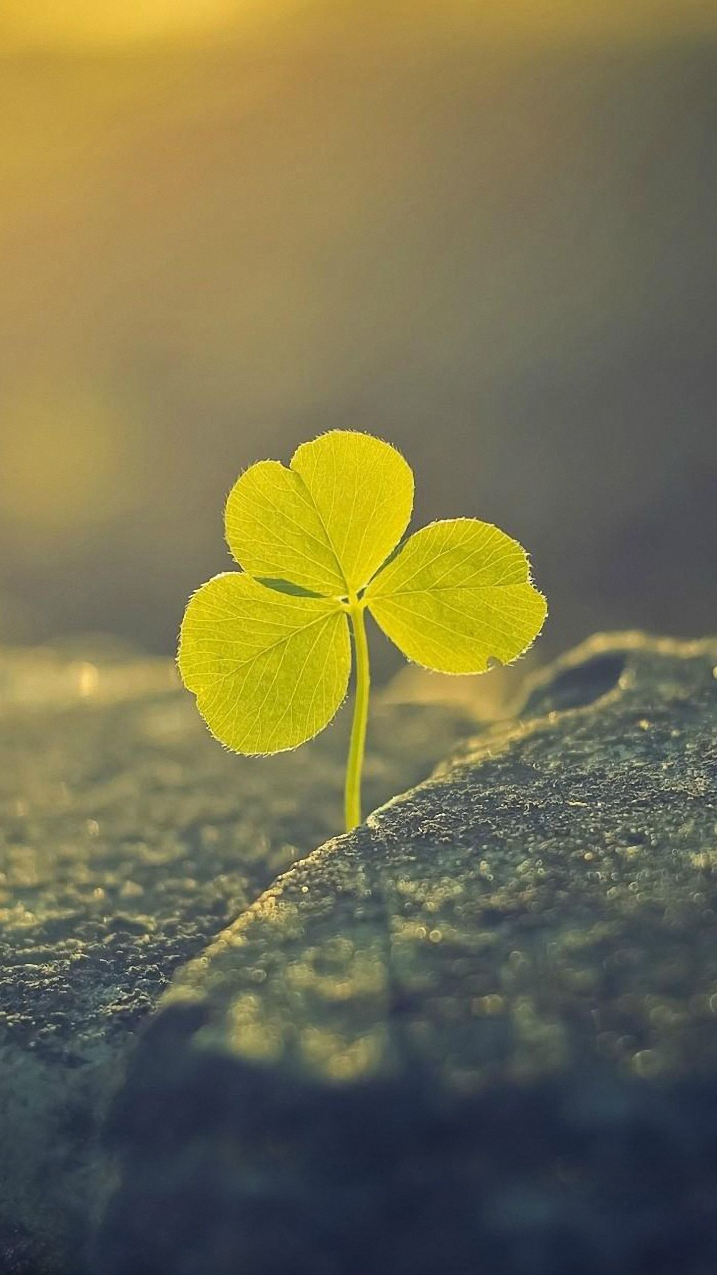 Wallpaper for iPhone 8
