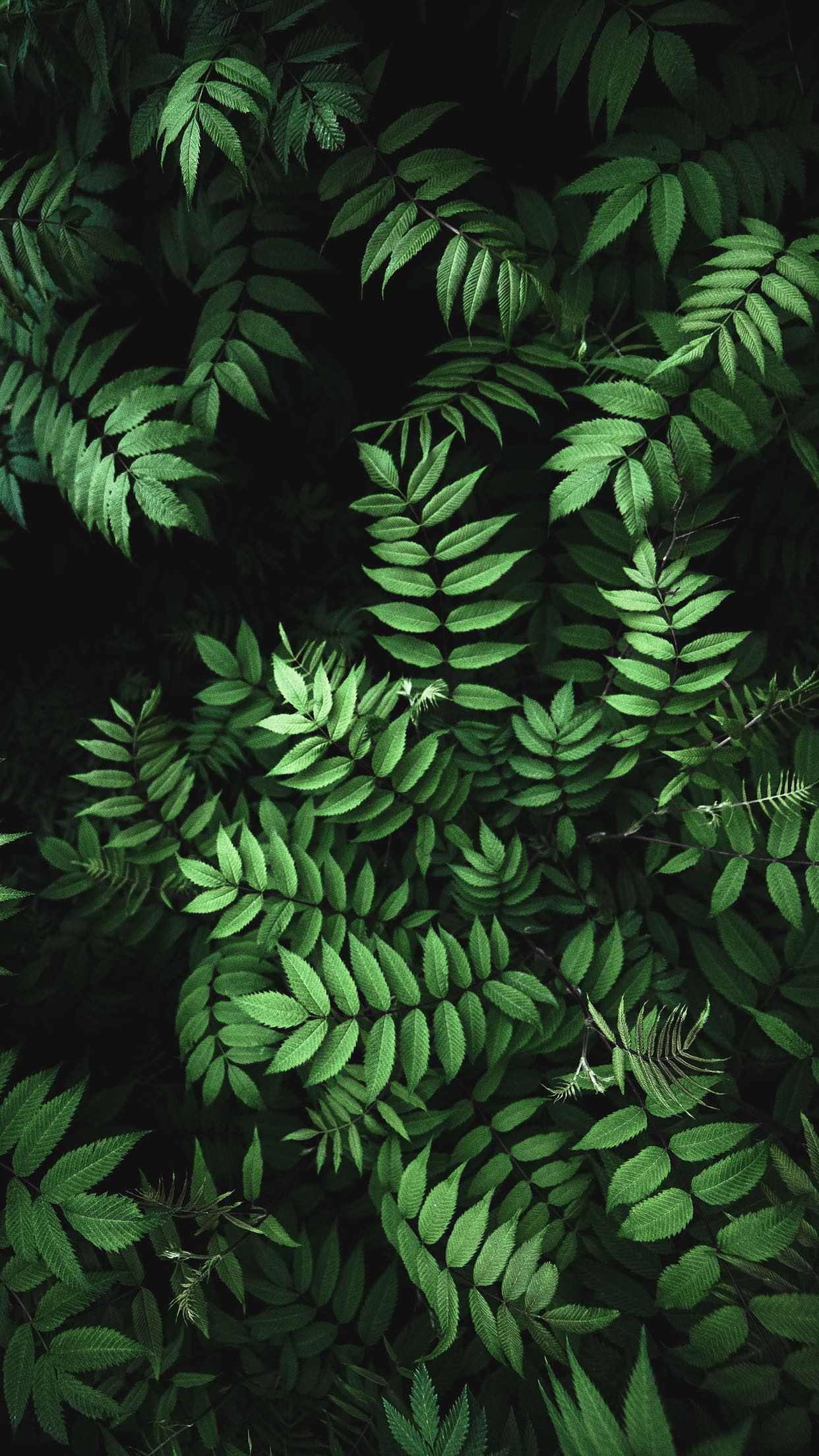 Wallpaper for iPhone 8