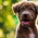 Emotional Support Animal Letter